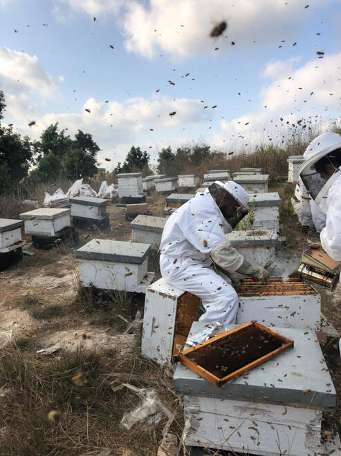 Looking for eggs and checking on hive production.