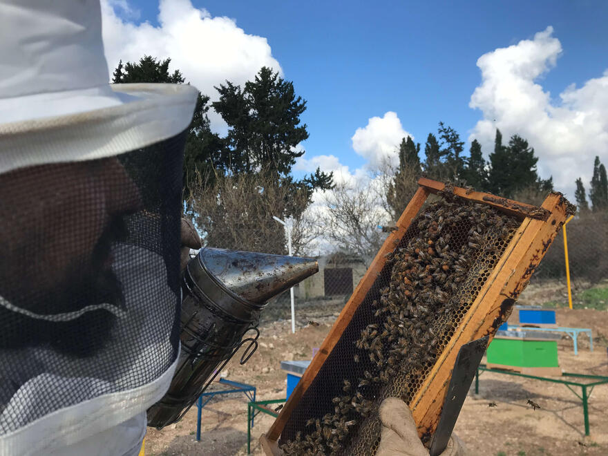 Checking for eggs, the queen, and hive health.